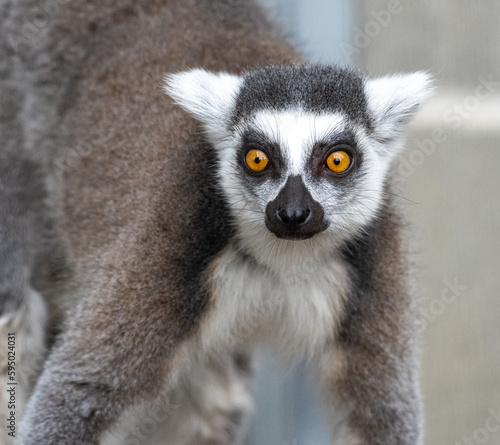 Alert ring tailed lemur with striking yellow eyes
