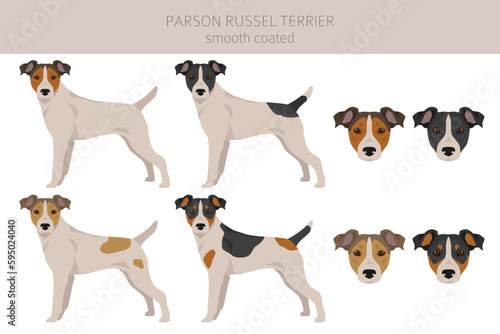 Parson Russel terrier smooth coated clipart. Different poses, coat colors set