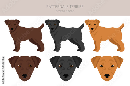 Patterdale terrier broken haired clipart. All coat colors set.  All dog breeds characteristics infographic