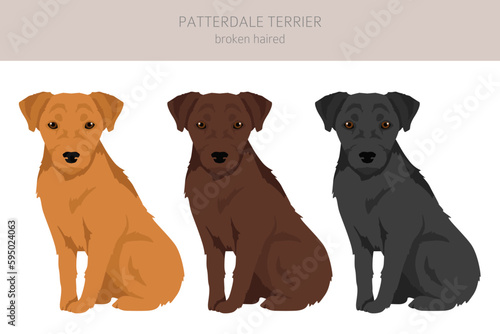Patterdale terrier broken haired clipart. All coat colors set.  All dog breeds characteristics infographic