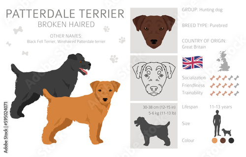 Patterdale terrier broken haired clipart. All coat colors set.  All dog breeds characteristics infographic