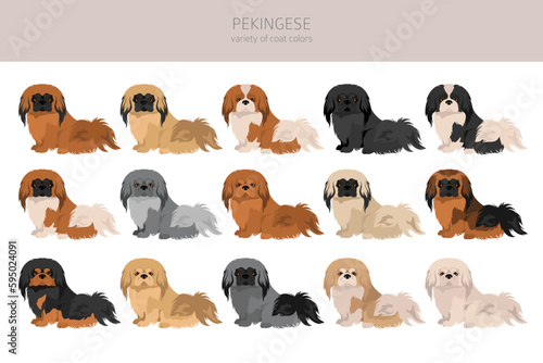 Fototapeta Naklejka Na Ścianę i Meble -  Pekingese dog clipart. Different poses, coat colors set