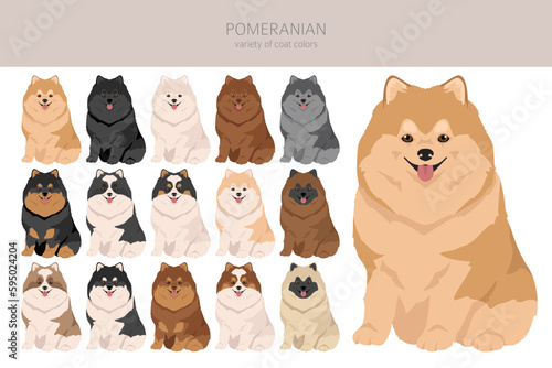 Pomeranian German spitz clipart. Different poses, coat colors set
