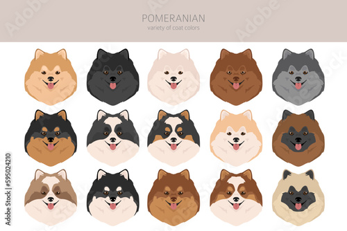 Pomeranian German spitz clipart. Different poses, coat colors set