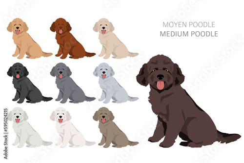 Moyen poodle, Medium poodle clipart. Different poses, coat colors set