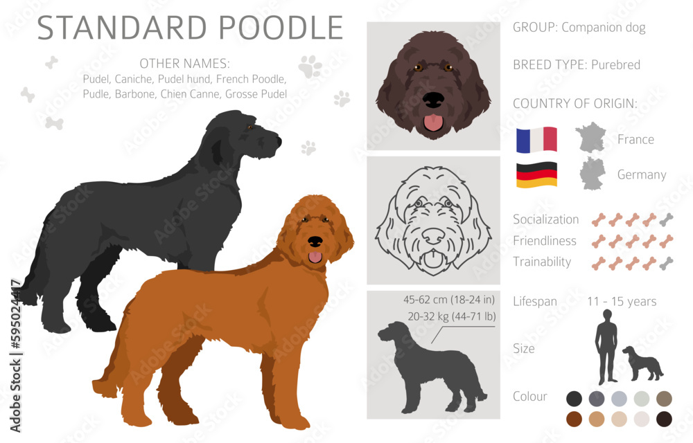 Standard poodle clipart. Different poses, coat colors se