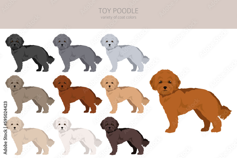Toy poodle clipart. Different poses, coat colors set