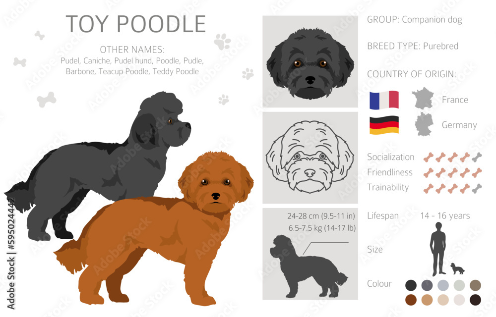 Toy poodle clipart. Different poses, coat colors set