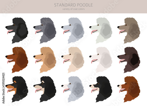 Standard poodle clipart. Different poses, coat colors set