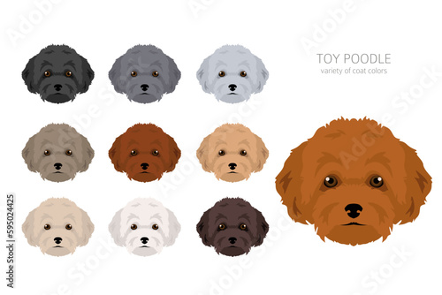 Toy poodle clipart. Different poses, coat colors set