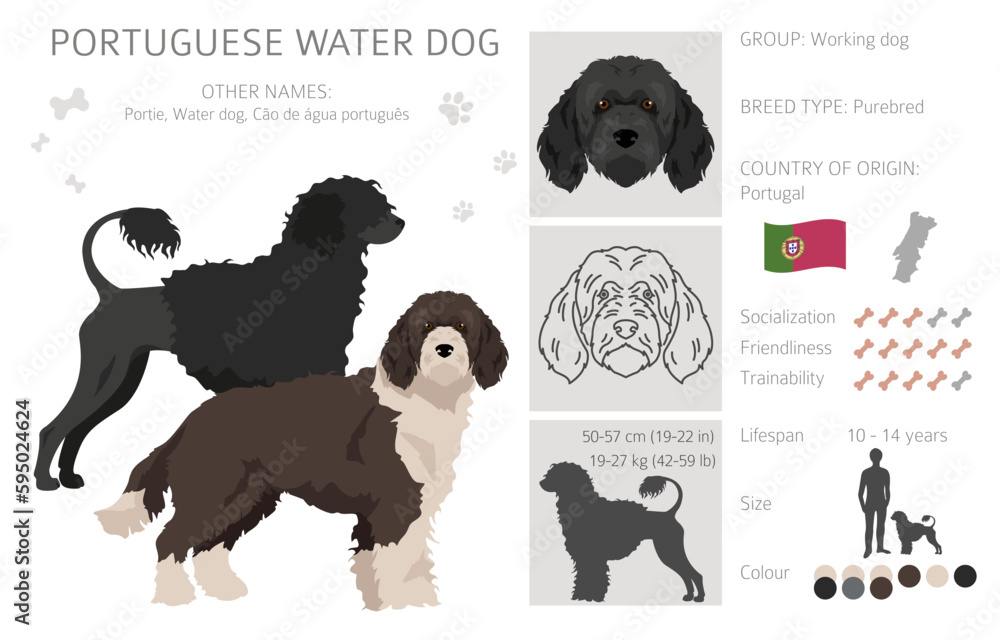 Portuguese water dog clipart. Different poses, coat colors set Stock