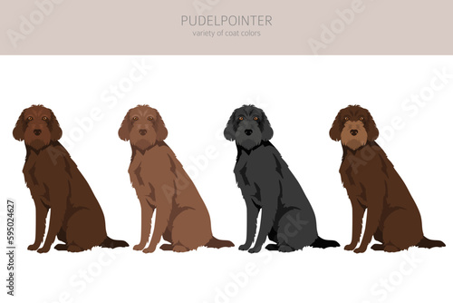 Pudelpointer clipart. Different poses, coat colors set