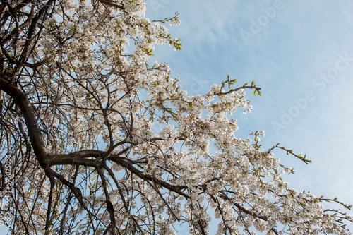 bloom of sakura in a local park under the open and blue sky on the background of the hotel photo