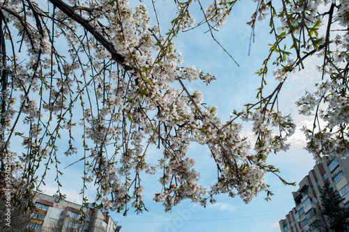 bloom of sakura in a local park under the open and blue sky on the background of the hotel photo