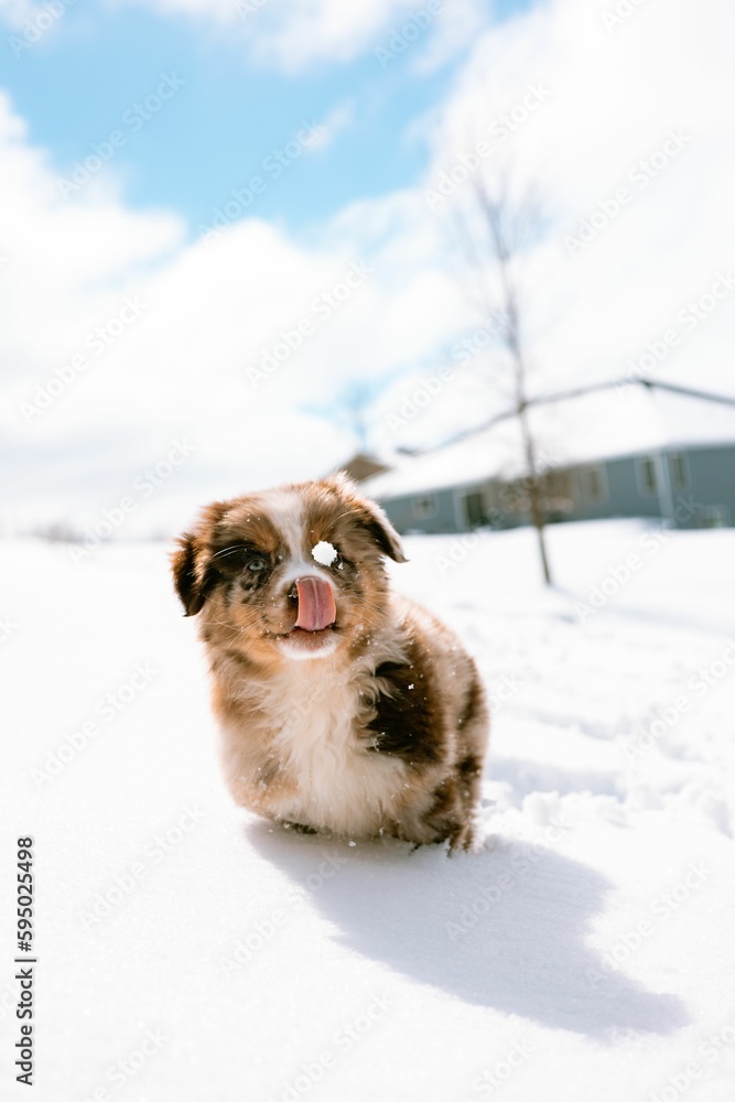 Cute and small Australian Shepherd in the snow in winter