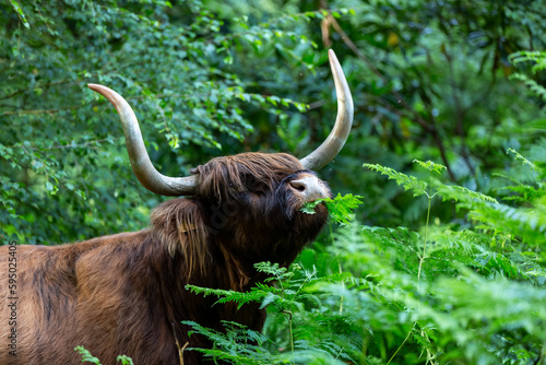 Bilde på lerret Highland cow grazing on bracken in the English countryside