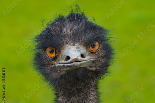 close up of a ostrich