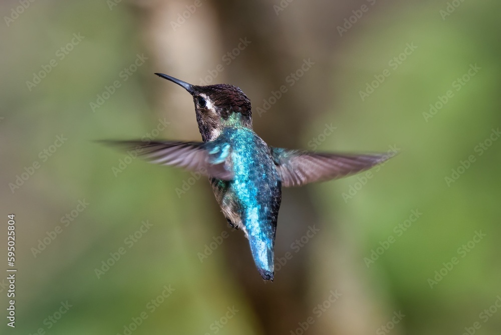 Fototapeta premium Beautiful small Bee hummingbird flying in the air on a blurred background