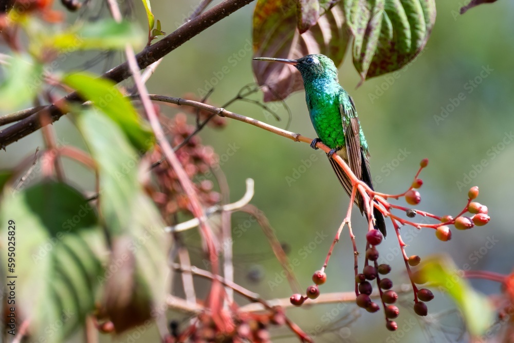 Fototapeta premium Small Cuban emerald (Riccordia ricordii) bird in its natural habitat