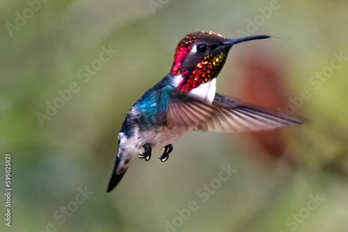 Cute small Bee hummingbird in its natural habitat