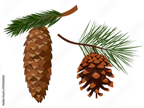Spruce and pine cone. Cones on a branch. Vector illustration of cones. Pine cone and pine cones.