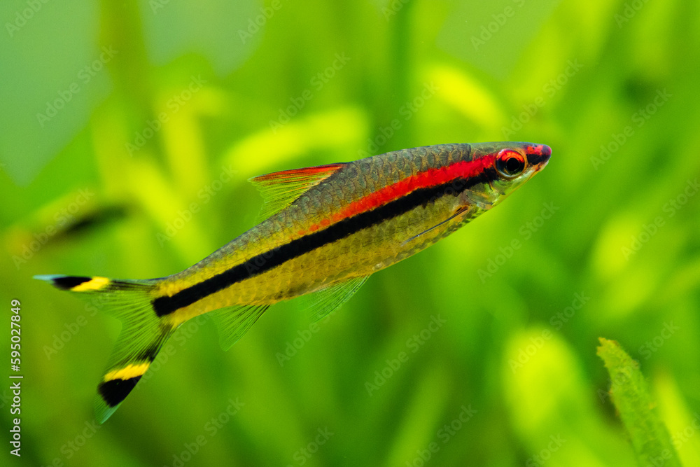 selective focus of a Denison barb (Sahyadria denisonii) on a fish tank with blurred background selective focus of a Denison barb (Sahyadria denisonii) on a fish tank with blurred background