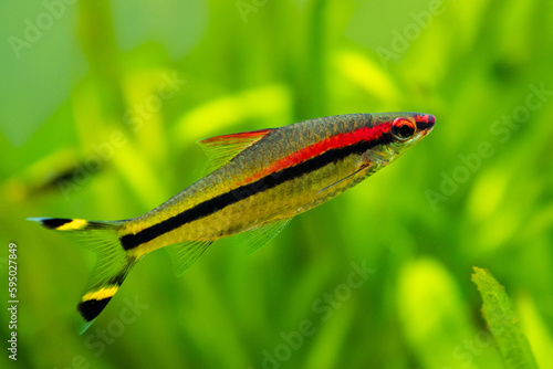 selective focus of a Denison barb (Sahyadria denisonii) on a fish tank with blurred background photo
