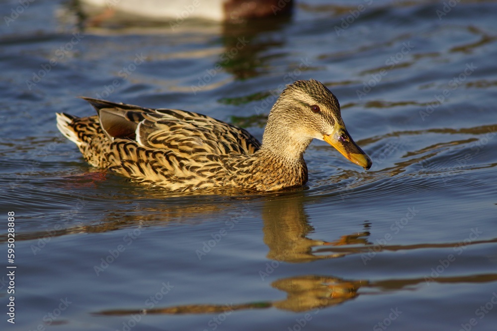 Close-up shot of a mallard duck floating in the lake on a spring day Close-up shot of a mallard duck floating in the lake on a spring day
