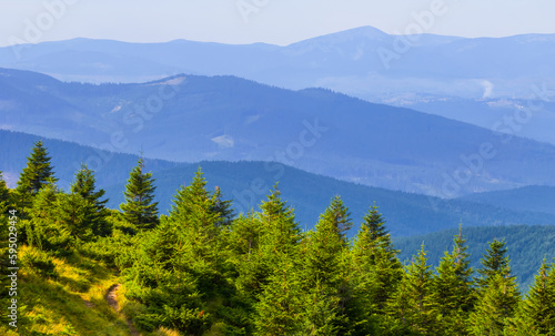 mountain valley with pine forest in blue mist and clouds