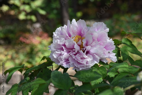 Peony blossoms in full bloom.Paeoniaceae deciduouus flowering shrub native to China. Flowering season is from April to June.