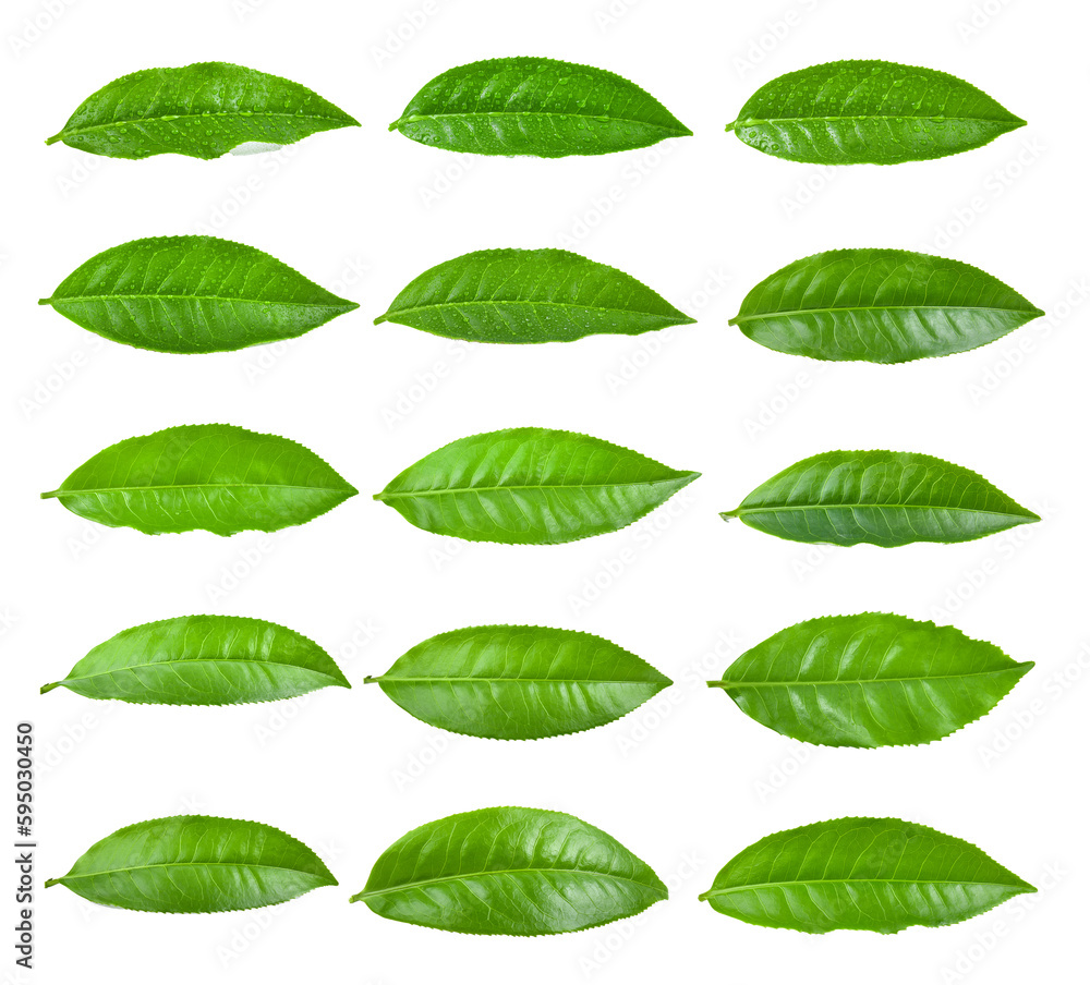 tea leaf on white background tea leaf on white background