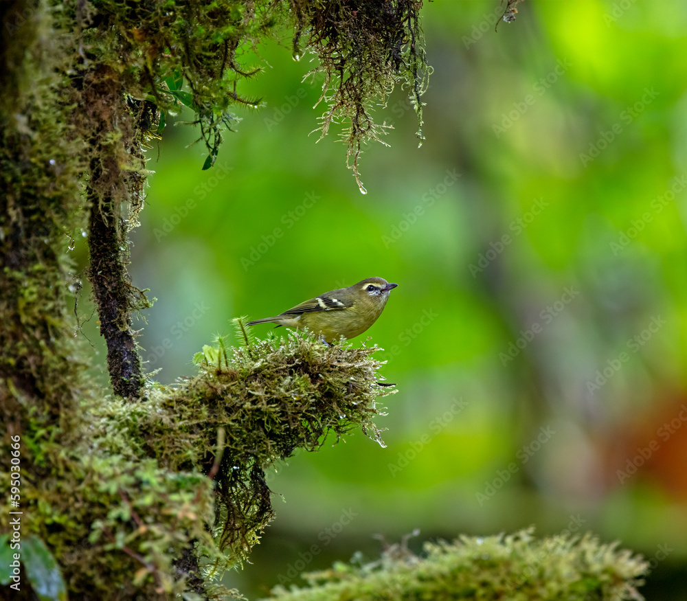 Yellow-winged Vireo perched in a cloud forest Yellow-winged Vireo perched in a cloud forest
