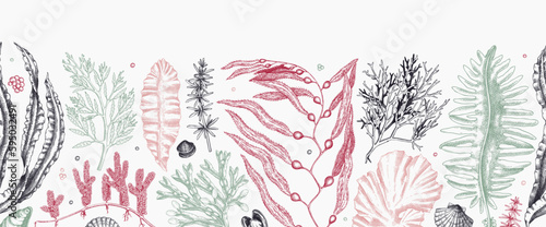 Seaweed vector border in color. Edible algae seamless pattern with hand drawn golden kelp, wakame, kombu, hijiki, Irish moss sketches. Underwater plant botanical illustration