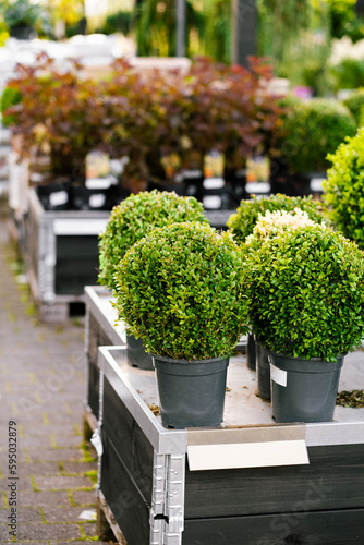 European box plant sold in a garden center