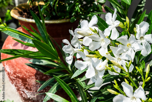 White oleander close-up in a flower pot. Summer garden with flowers. Blooming balcony.