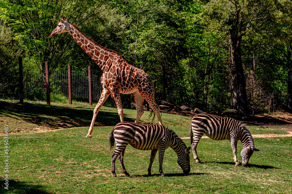 Fototapeta premium Giraffe and Zebra at NC Zoo