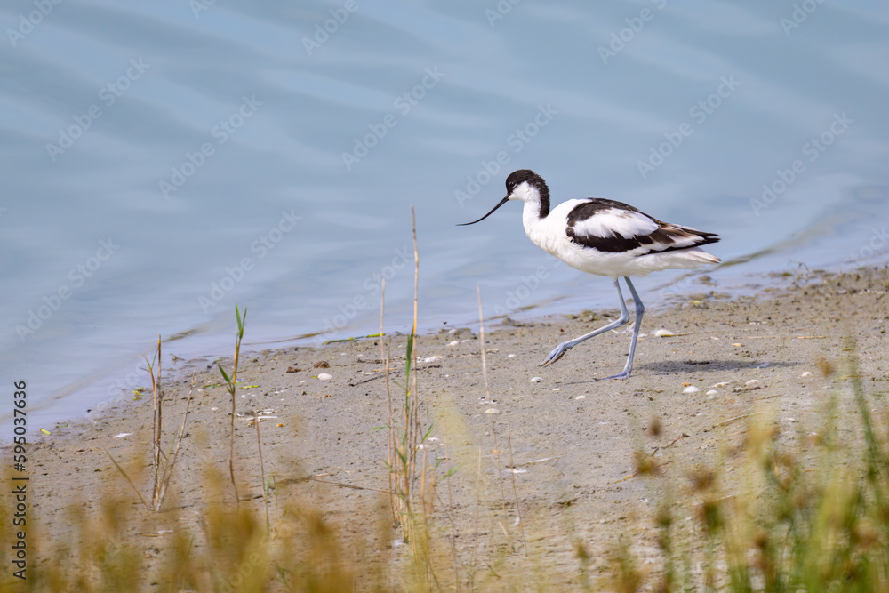 A Pied Avocet walking near water sunny day A Pied Avocet walking near water sunny day