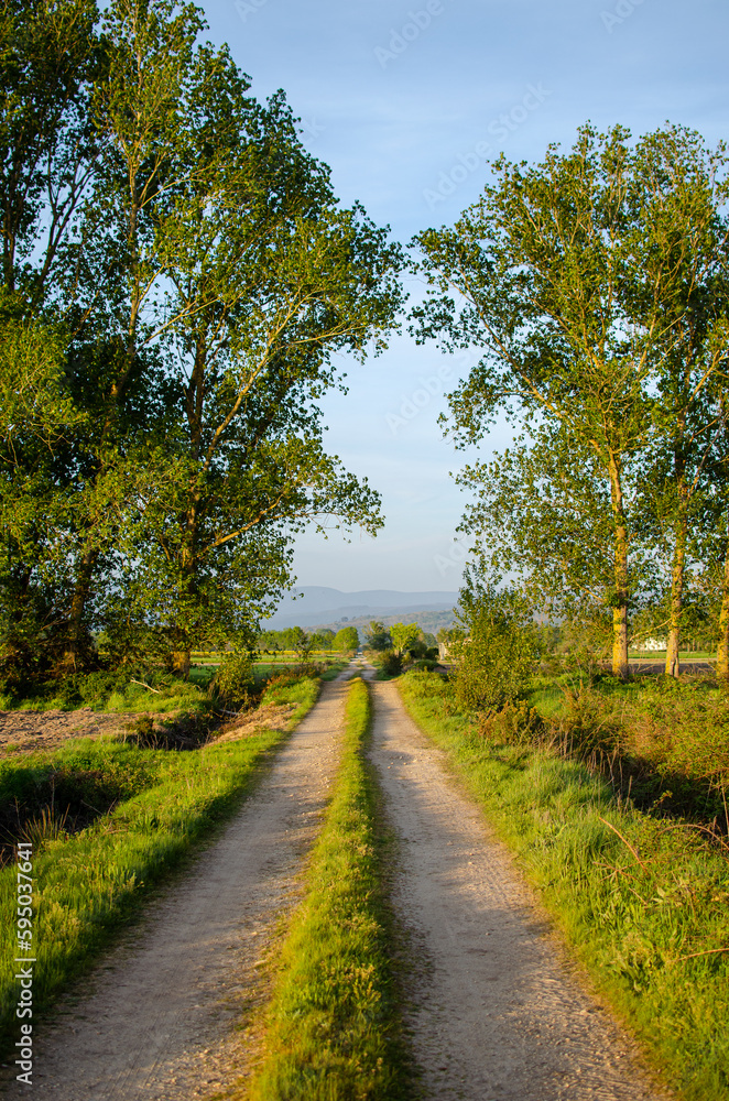 Fototapeta premium rural road between cultivated fields in Spain, rural landscape