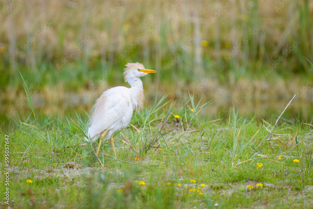 A Western Cattle Egret walking on a meadow A Western Cattle Egret walking on a meadow