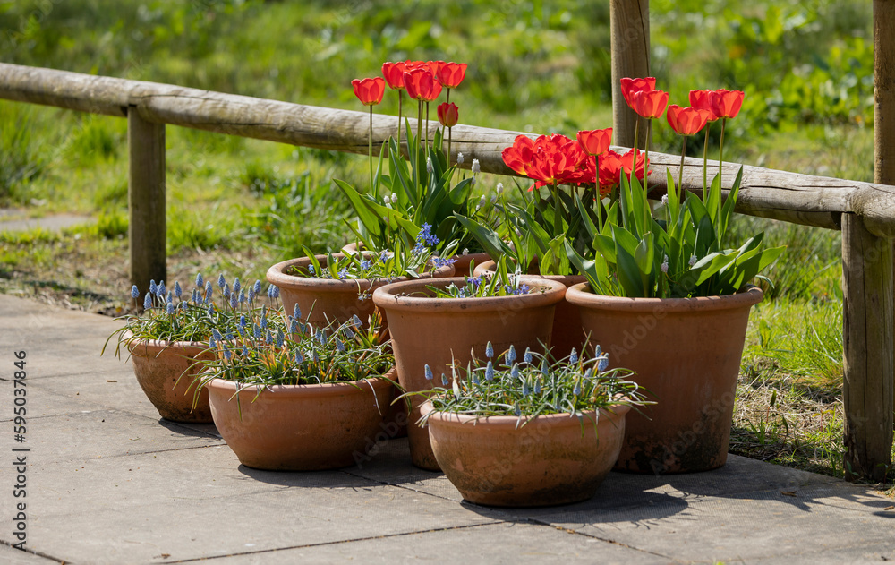 Many ceramic pots with bright spring flowers are arranged in a row, spring time display