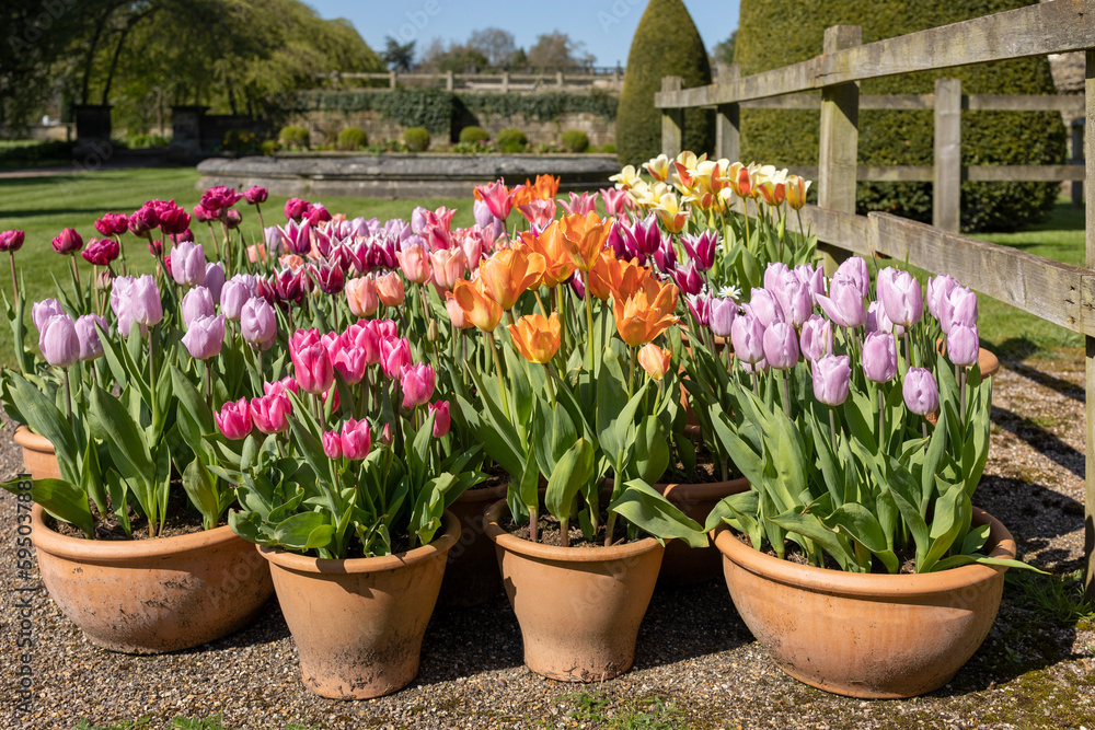 Potted Garden Spring Easter Tulips, terracotta pots, a riot of colour