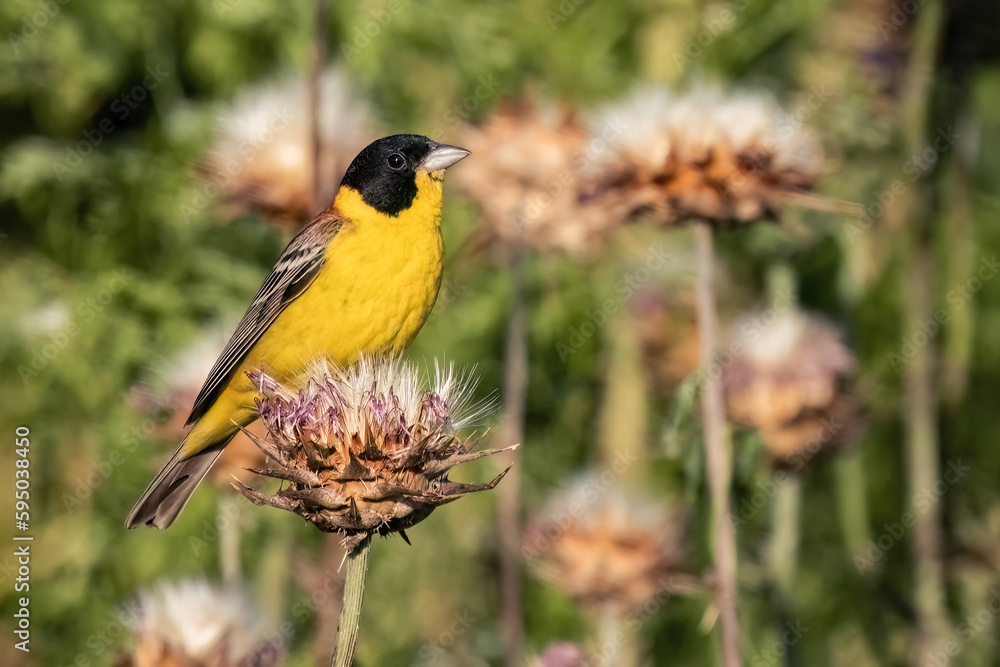 Obraz premium Black-headed bunting or Emberiza melanocephala small yellow signing passerine bird, hello spring