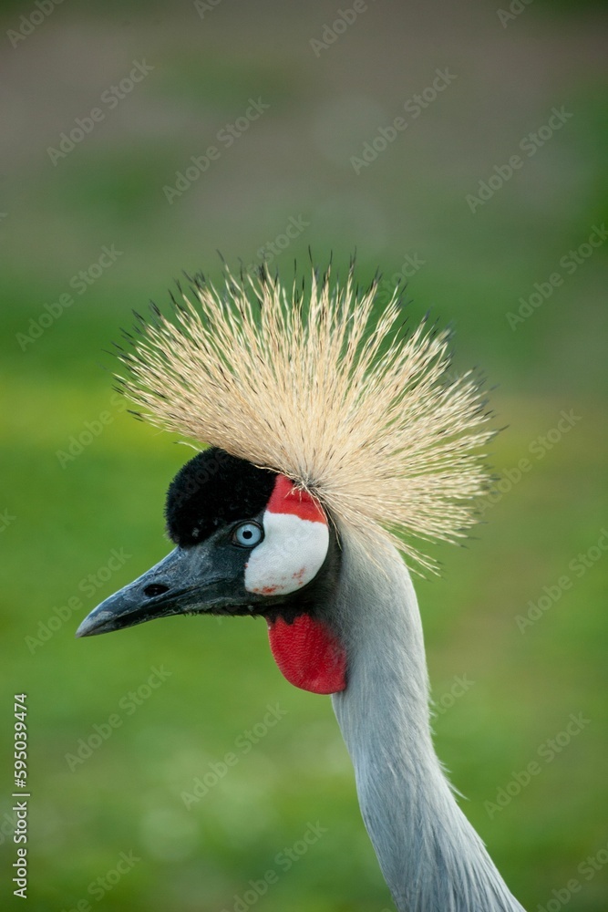Fototapeta premium Grey crowned crane bird perched atop a lush green grassy terrain