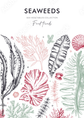 Edible seaweed card or invitation with hand drawn algae. Kelp, kombu, wakame, hijiki, Irish moss botanical illustration. Underwater plants vector frame. Healthy food ingredients design