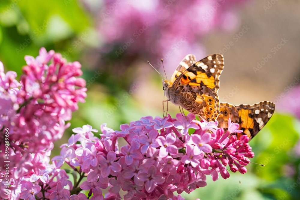 Butterfly on Lilacs Butterfly on Lilacs