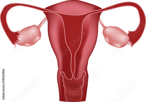 Structure of the female reproductive system, uterus, ovaries, cervix photo