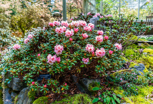 Greenhouse Pink Rhododendrons
