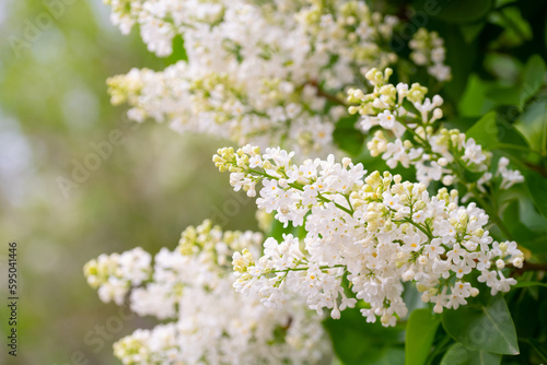 White Lilac Flowers Blowing in Wind