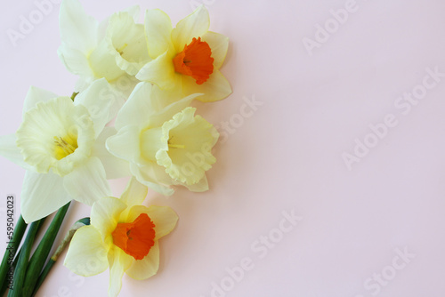 spring beautiful narcissus flowers on light pink background isolated for greeting cards