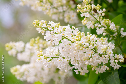 White Lilac Flowers Branch